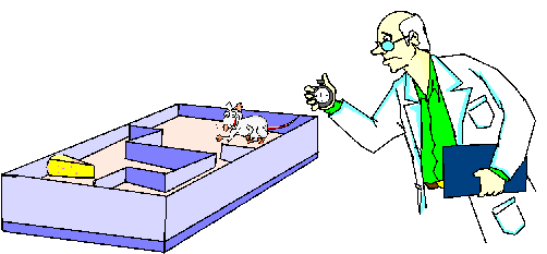 rat participating in a scientific experiment