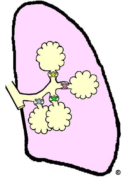 lungs being kept open by bacteria