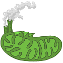 green mitochondria