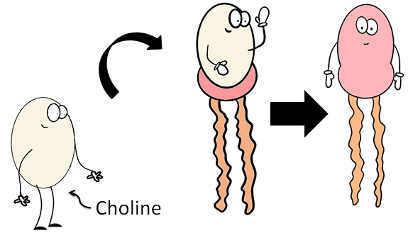 the making of phosphatidylcholine