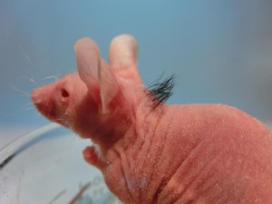 naked mouse sprouting hair from brand new hair follicles