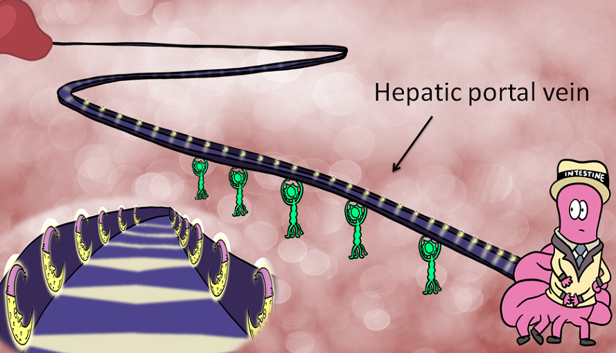 hepatic portal vein the bridge between the intestine and the liver