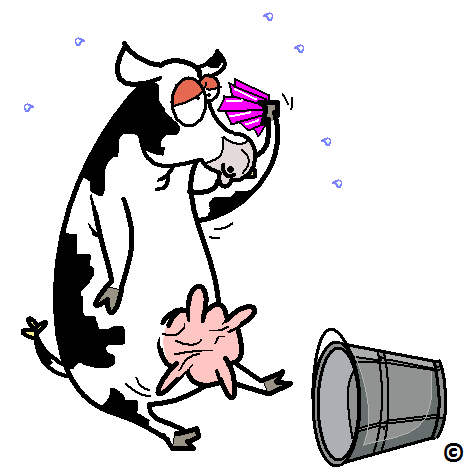 hot and bothered cow running out of milk