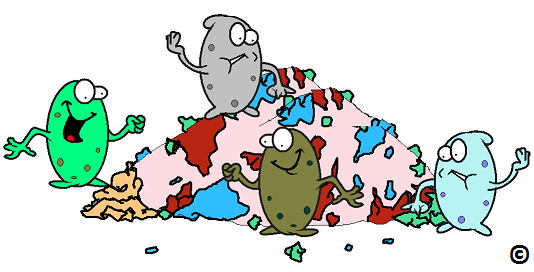 bacteria feasting in the gut