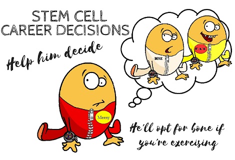 stem cell deciding whether to be a bone or fat cell