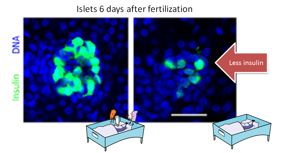 insulin production by islets from germ free zebrafish 