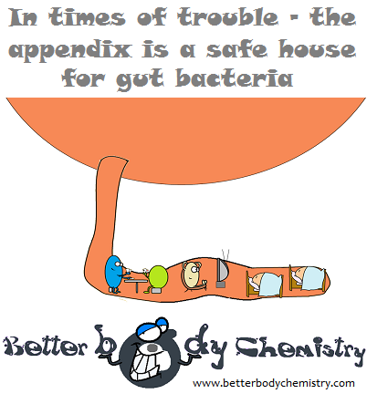 the appendix is a safe house