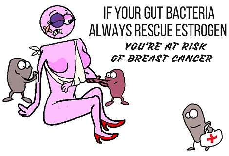 bacteria helping estrogen