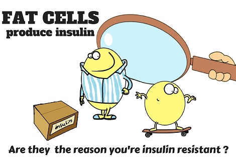 fat cells produce insulin
