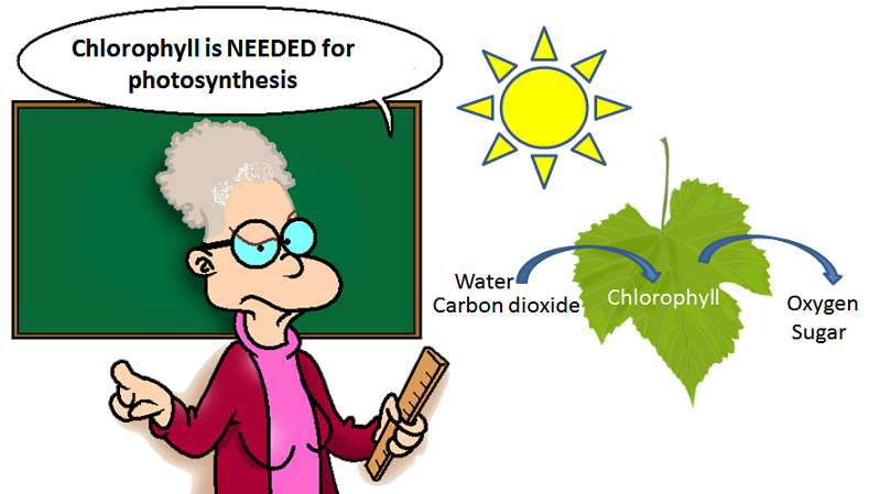 highschool flashback to photosynthesis