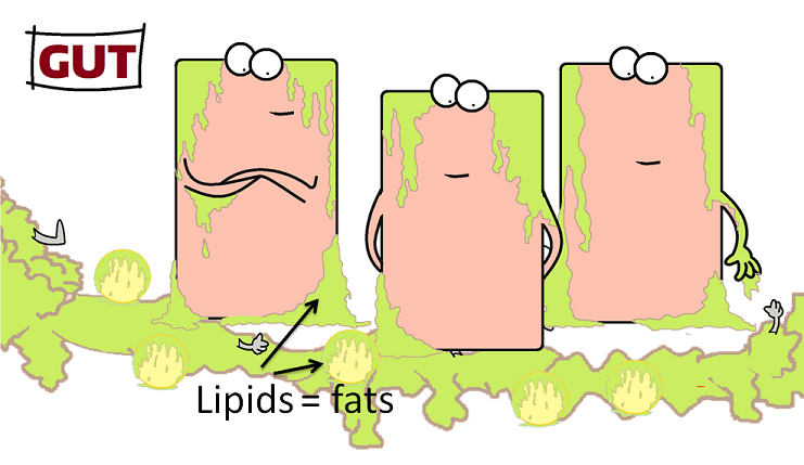 thylakoids are lipids