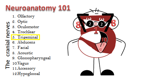 neuroanatomy 101