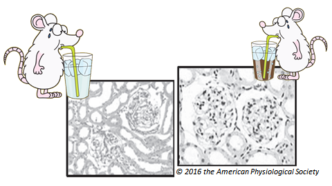 histology of kidney when animals rehydrate using soda
