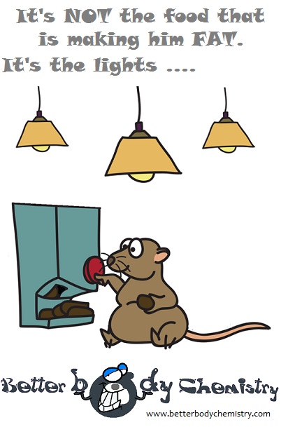fat sand rat living under electric lights