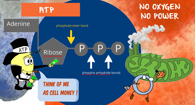 ATP as the cell power source