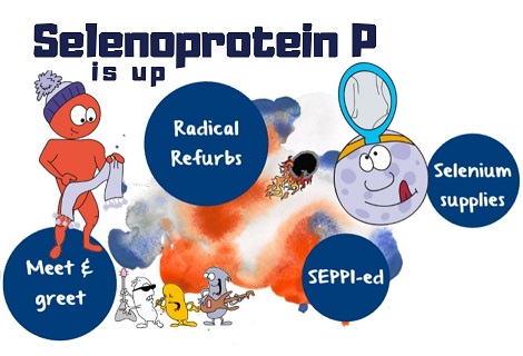 selenoprotein P
