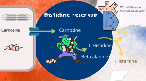 carnosine the histidine resevoir (Carnosine in insulin resistance)