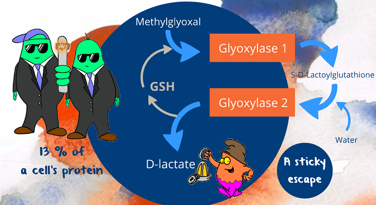 glyoxyalase chemical pathway