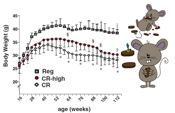 Graph showing mice weights on different diets