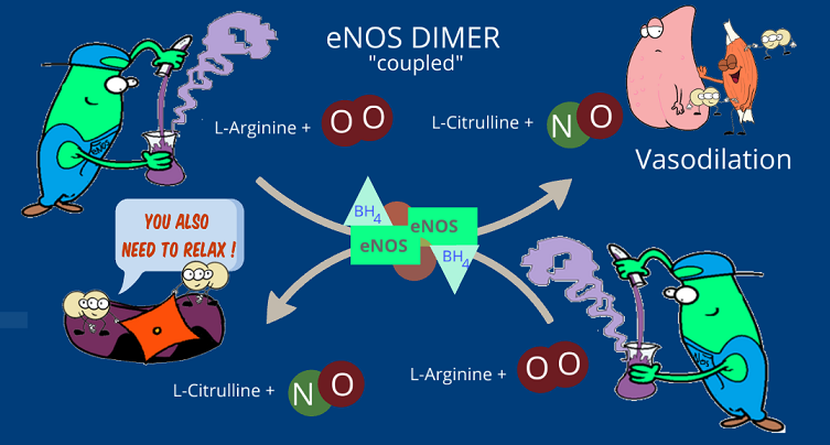 coupled eNOS biochemistry