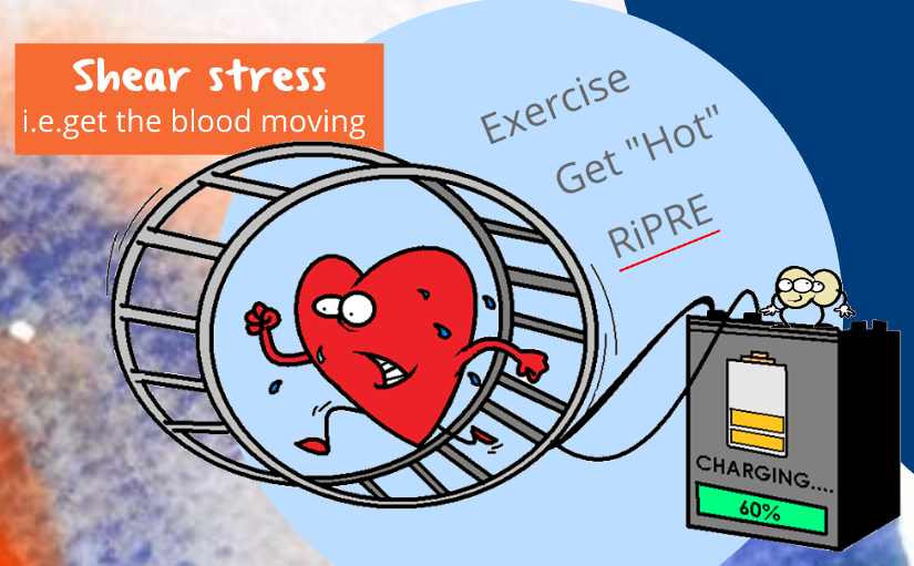 heart charging the nitric oxide battery