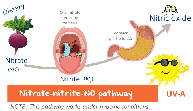 nitrate nitrite nitric oxide pathway