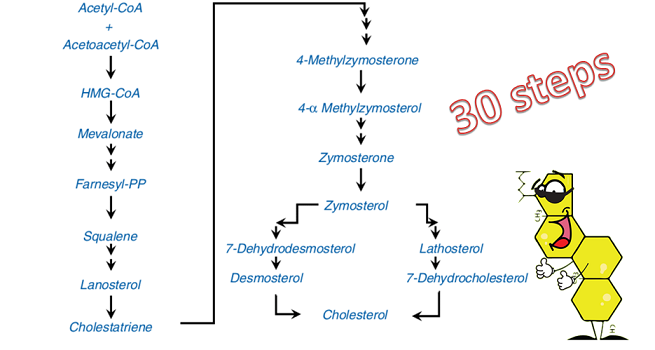 steps in cholesterol production