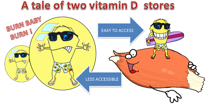 vitamin D stores
