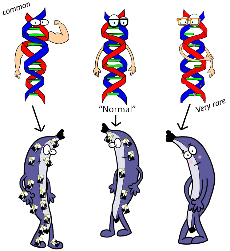 sel beta mengekspresikan versi berbeda dari gen MTN1RB