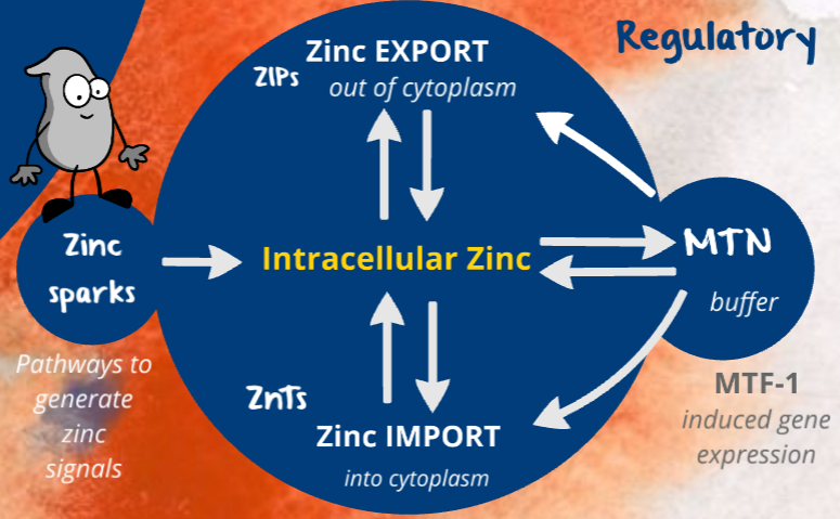 cellular zinc distribution