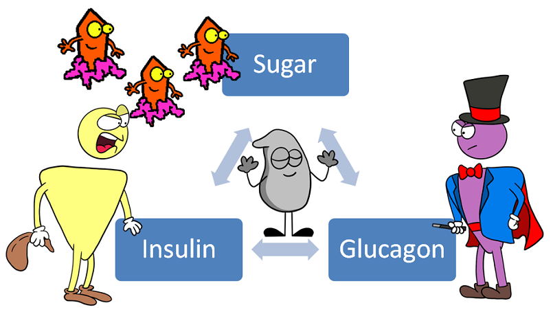 zinc acting as a mediator between insulin and glucagon
