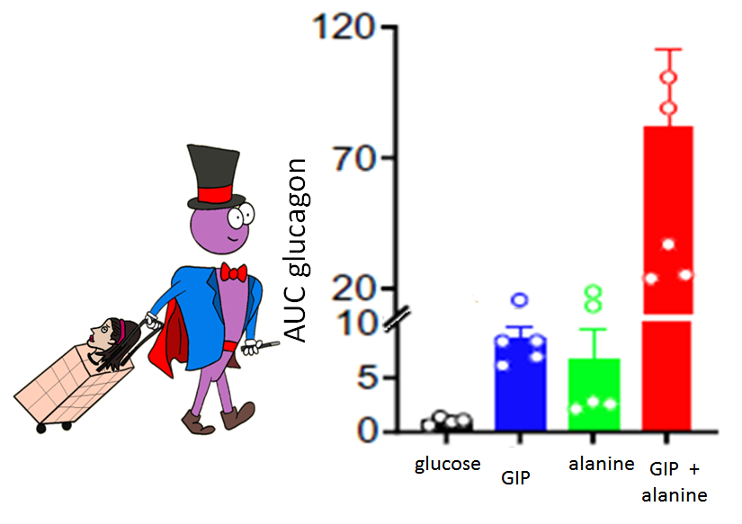 glucagon release following different treatment conditions