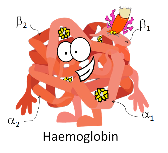 glycated haemoglobin