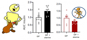 insulin release depends on GIP receptor on alpha cells (How to use incretins to minimize sugar spikes at dinner time)