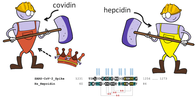the structure of covidin commpared to hepcidin